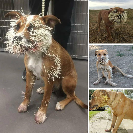 “Forever by Your Side” — Dog Shields Injured Friend, Bravely Enduring a Passing Train in a Heart-Wrenching Display of Loyalty