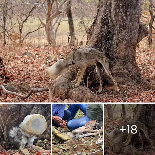 Elephant Mother’s Tearful Goodbye: A Brave Journey to Lay Her Little One to Rest, Held by Gentle Compassion