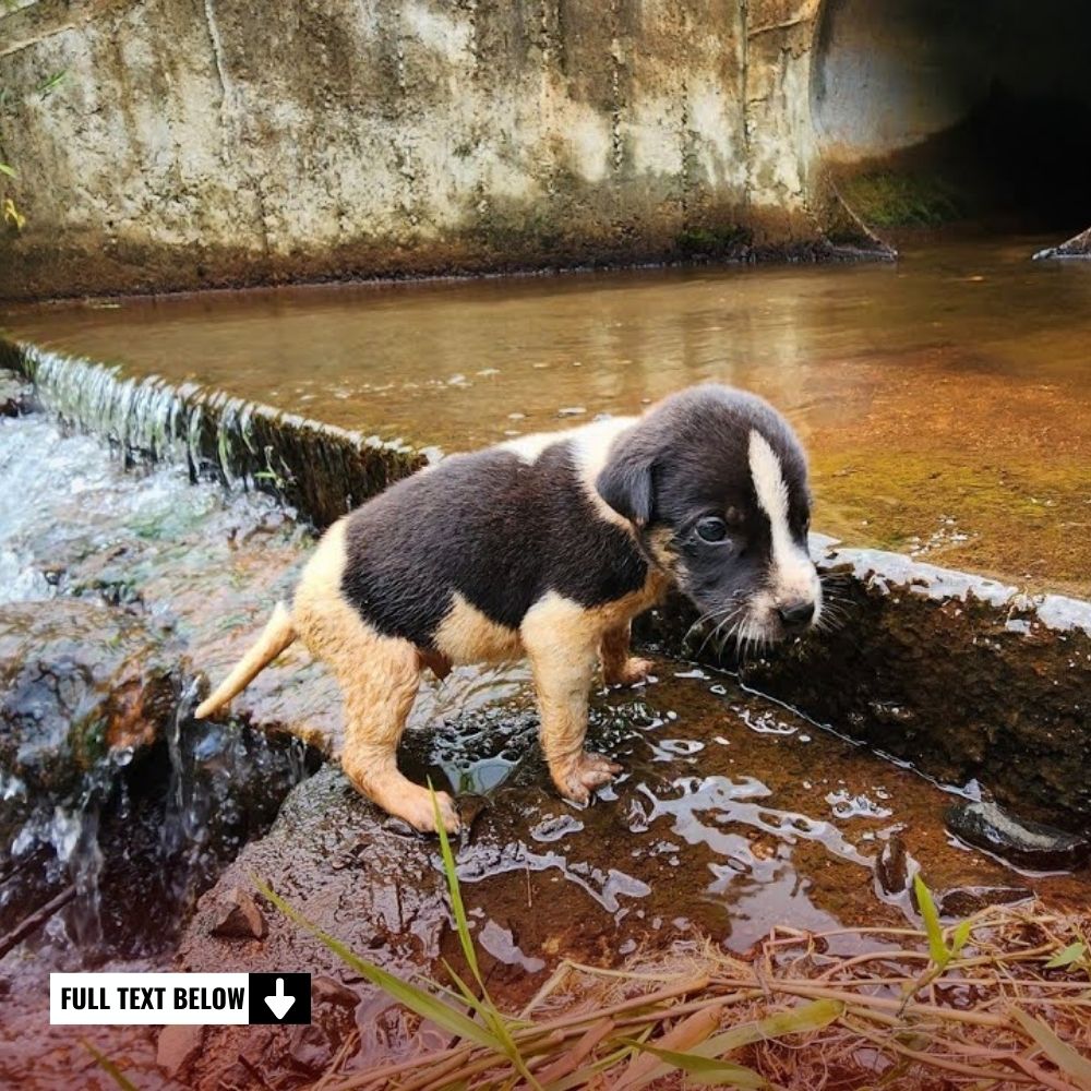 Un Encuentro que Toca el Alma: Perro Callejero, ‘Abandonado y Ansioso,’ Lucha por Sobrevivir y Busca un Poco de Amor