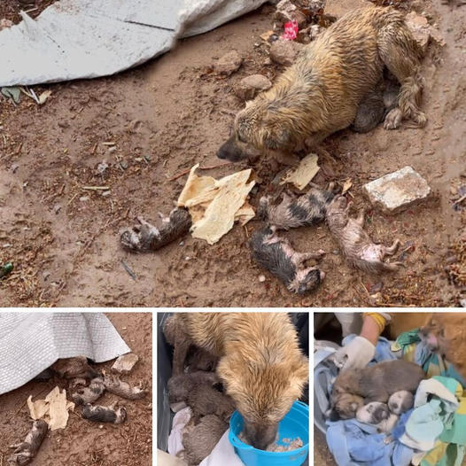 Little Trunk of Hope — People Spot Tiny Elephant Reaching Out From Mud Pit, Desperate for a Second Chance at Life