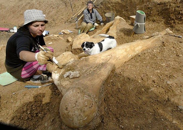 A Chance Discovery: Man Unearths Over 70kg of Ancient Gold, Revealing a Staggering Treasure Hidden for Centuries!