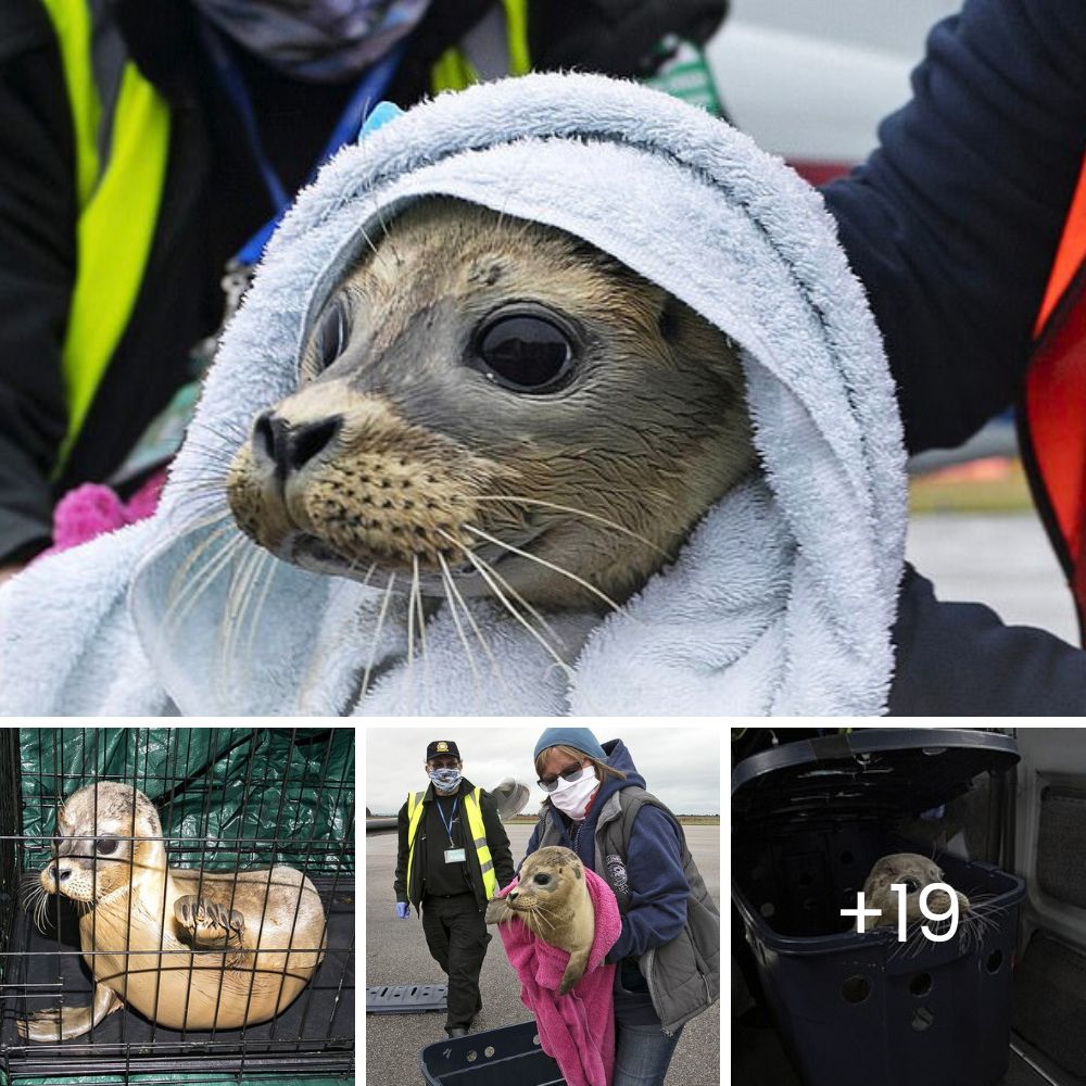 “You are saved now” – Heroic Wisconsin Woman Risks It All to Save a Frozen Baby Deer, Defying the Odds in a Race Against Time