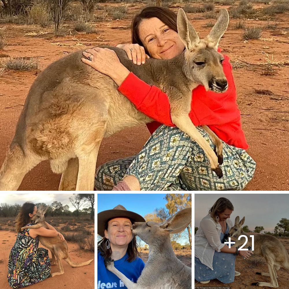 “I’ll Be With You Forever!” – 15 Years of Holding Her Tightly, Kangaroo Abigail Writes the Most Heartwarming Animal Love Story! .Qu