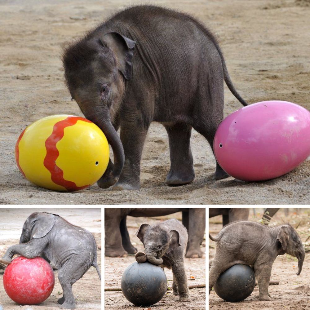 ‘Sing That Again!’—A Baby Elephant Falls Asleep to a Zookeeper’s Gentle Lullaby, Finding Comfort in Her Soothing Voice