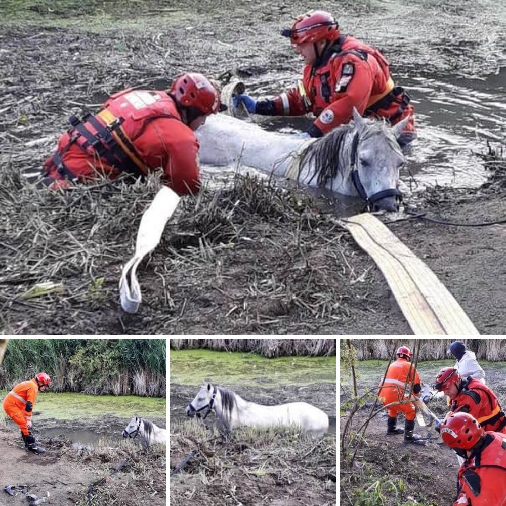 “We refuse to Give Up” A Giant Elephant Stuck in a Mud Pit Finds Hope Through Tireless, Compassionate Rescuers