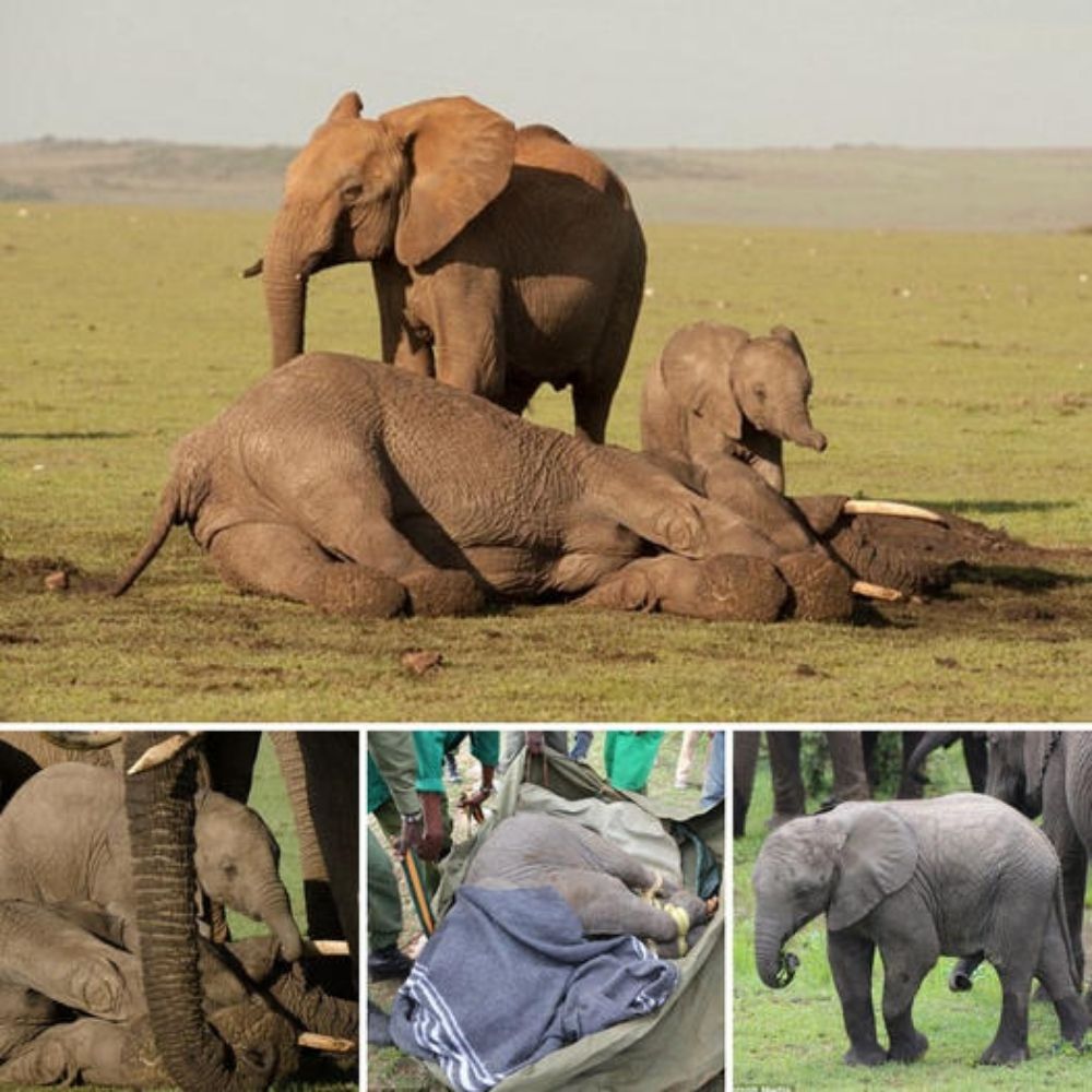 Shield of Love: Adult Elephants Form an Unbreakable Wall, Protecting Their Precious Calves with Strength and Devotion