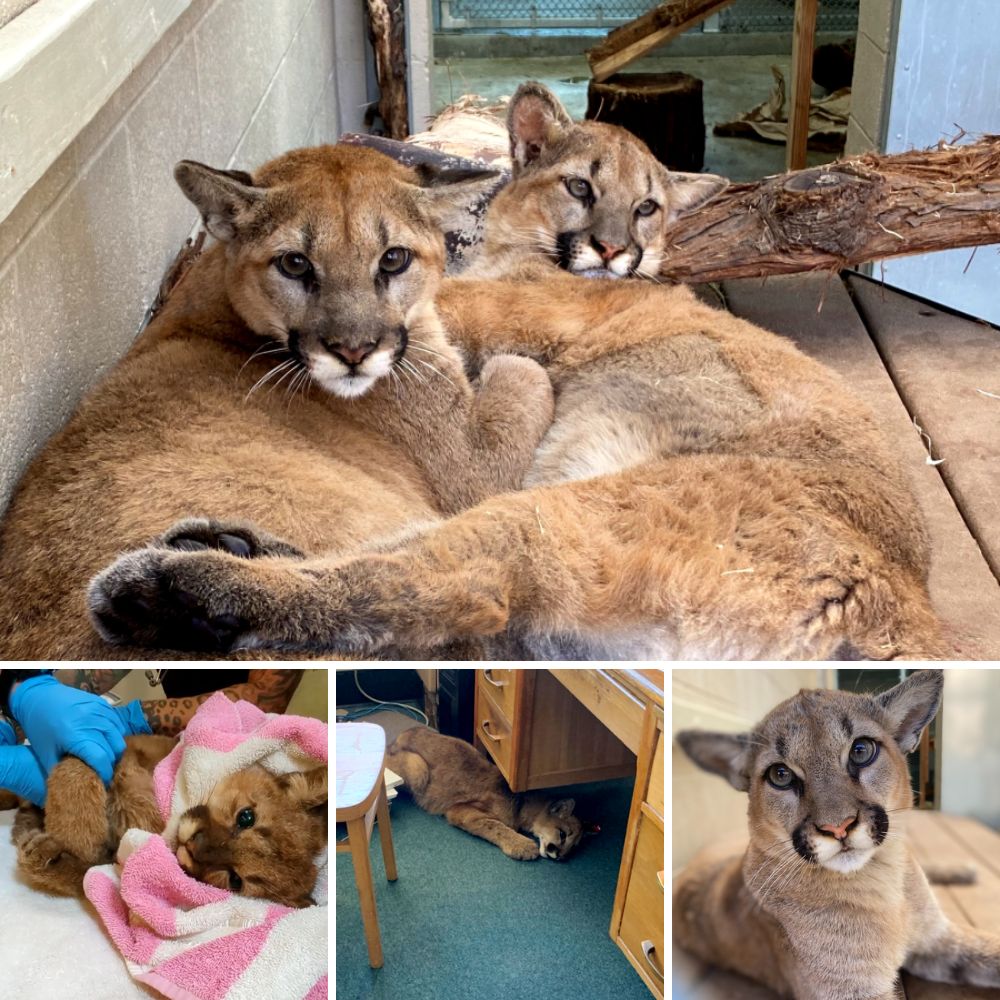 From Despair to Hope: Starving, Emaciated Lions Overcome Years of Mistreatment to Embrace Freedom and Love in South Africa