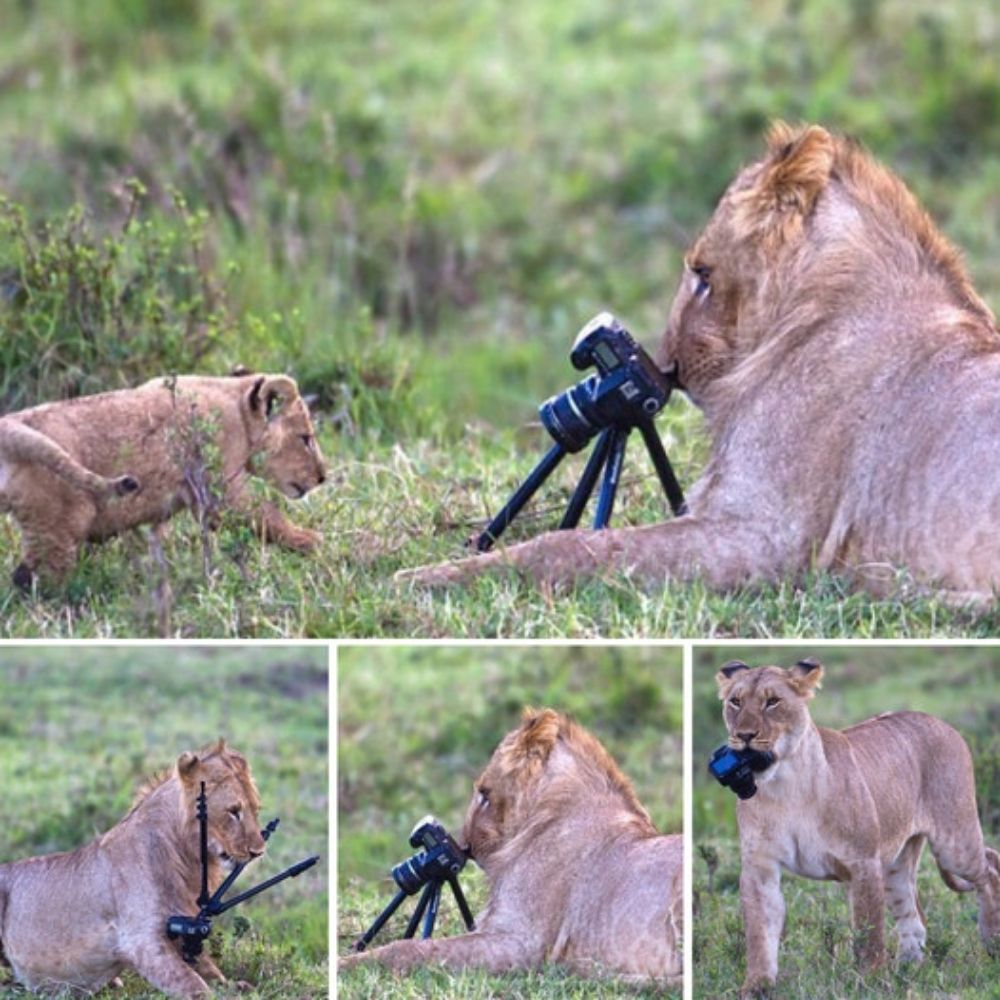 Heart-Pounding Showdown: Lioness Defends Her Cornered Cub Against a Ruthless Hyena Pack in a Battle for Survival