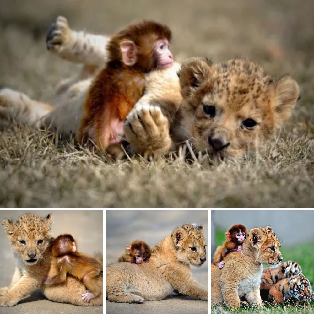 Two Orphaned Hearts: A Lion Cub and Baby Monkey Form an Unbreakable Bond, Finding Comfort and Love After Losing Their Mothers