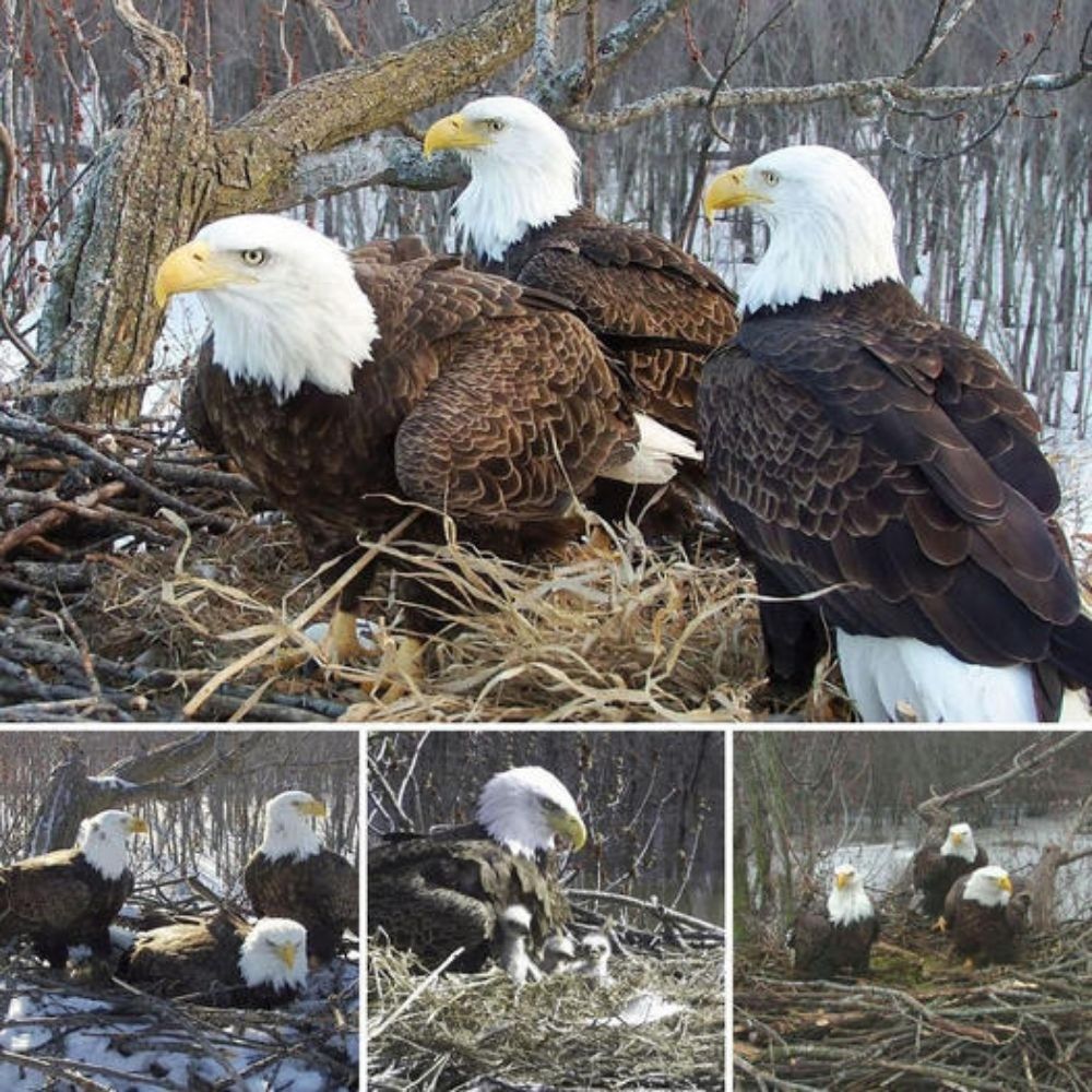 ‘Give Me Your Hand’—A Man’s Compassionate Rescue of a Struggling Bald Eagle Becomes a Symbol of Hope and Humanity