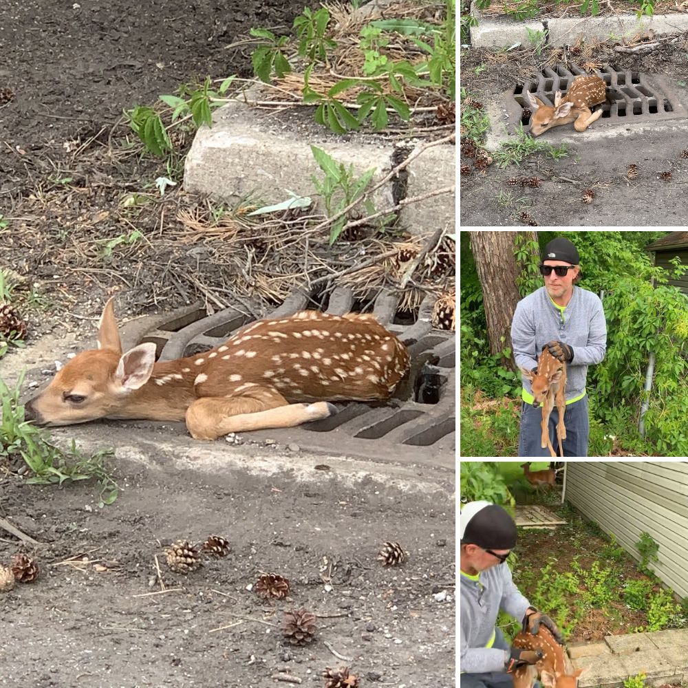 ‘Please Save My Babies’—A Mother Deer’s Heartbreaking Sacrifice to Protect Her Twin Fawns, Leaving a Legacy of Love