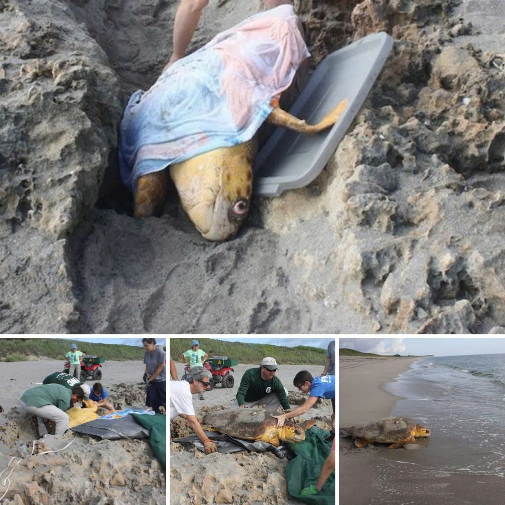 “I can’t leave it there” – Brave Man Risks His Life to Rescue a Helpless Sheep Stranded on a Cliff, Showing Unwavering Courage and Compassion