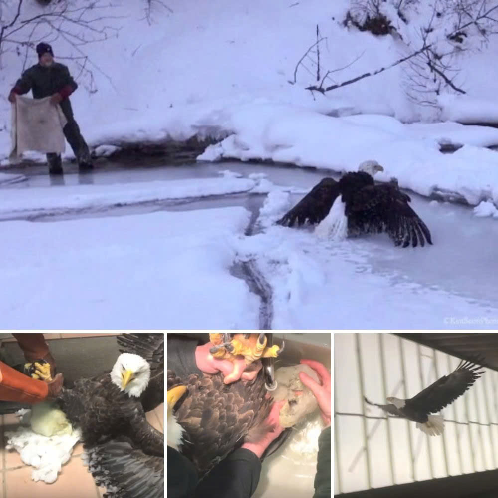 So Lovely confusion! An owl raises a duckling after mistaking a duck egg for his own