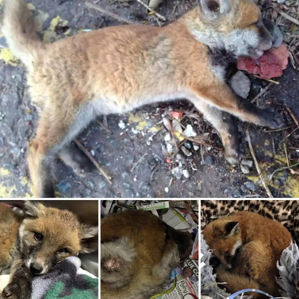 Encuentra a un perro esquelético al borde del camino y, al intentar ayudarlo, rompe en lágrimas de compasión