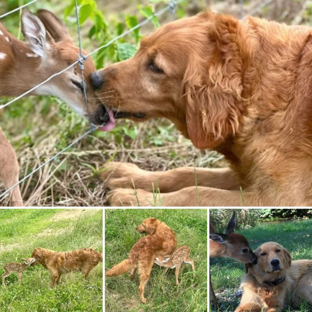 Un lazo de amor puro: Golden retriever crea una conexión instantánea con un recién nacido, sorprendiendo y conmoviendo a todos