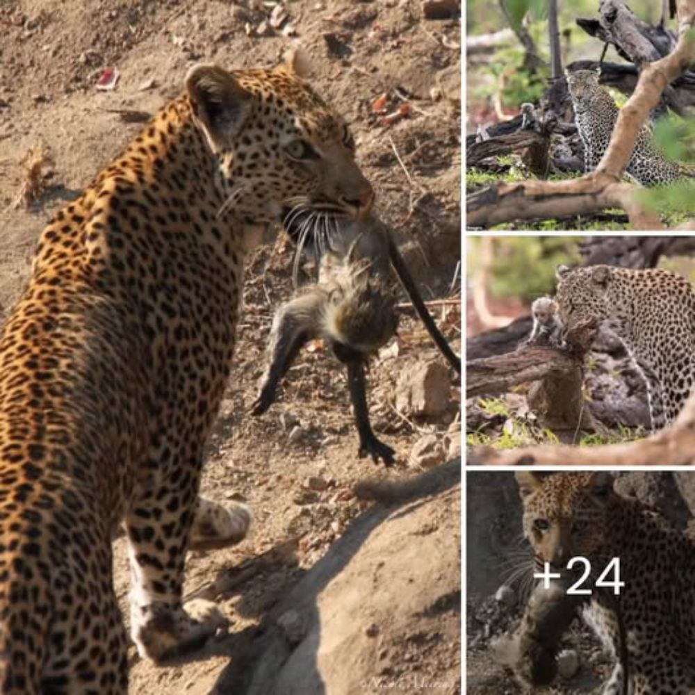 “My Lucky Day”—Brave Worker Risks Life to Rescue an Exhausted Fawn Stranded on a Cliff’s Edge, Restoring Hope