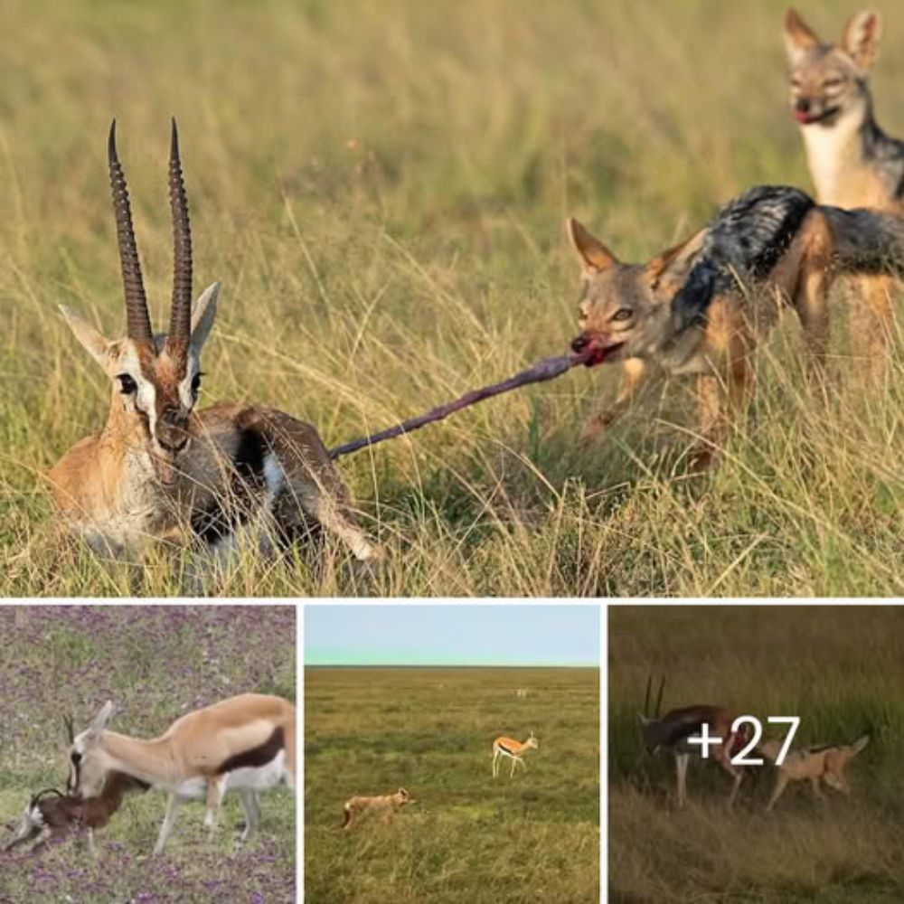 “Clash of Titans” — Overconfident Lion Faces a One-Ton Buffalo’s Wrath, Catapulted Mid-Air in a Battle of Survival and Pride