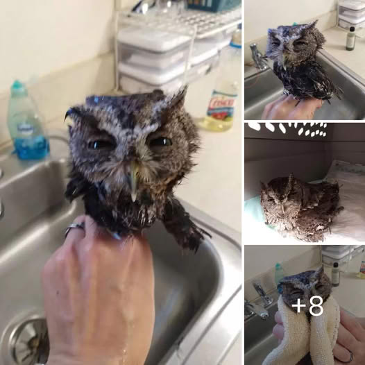 You Deserve a Fresh Start’: Rescued Owl Receives a Tender Bath, Discovering Kindness, Care, and a New Beginning