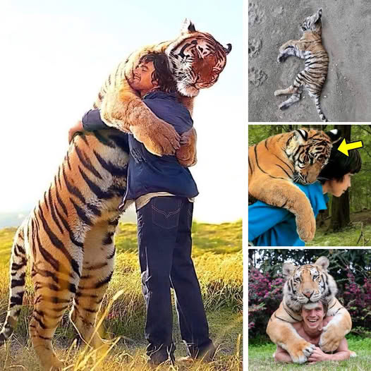 “Un Corazón Indomable” – Perrito con Patitas Rotas Conquista Corazones con su Fuerza y Ganas Inquebrantables de Vivir y Ser Feliz