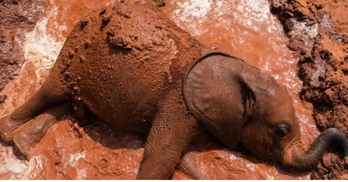 Against All Odds: Premature Hippo’s First Smile Melts Hearts After Days of Tireless Care and Unwavering Love