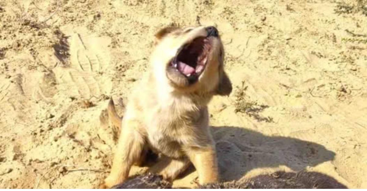 ¡Un Milagro de Amor! Cachorrito con Patas Deformes Encuentra una Familia que Ve en sus Diferencias un Regalo Especial