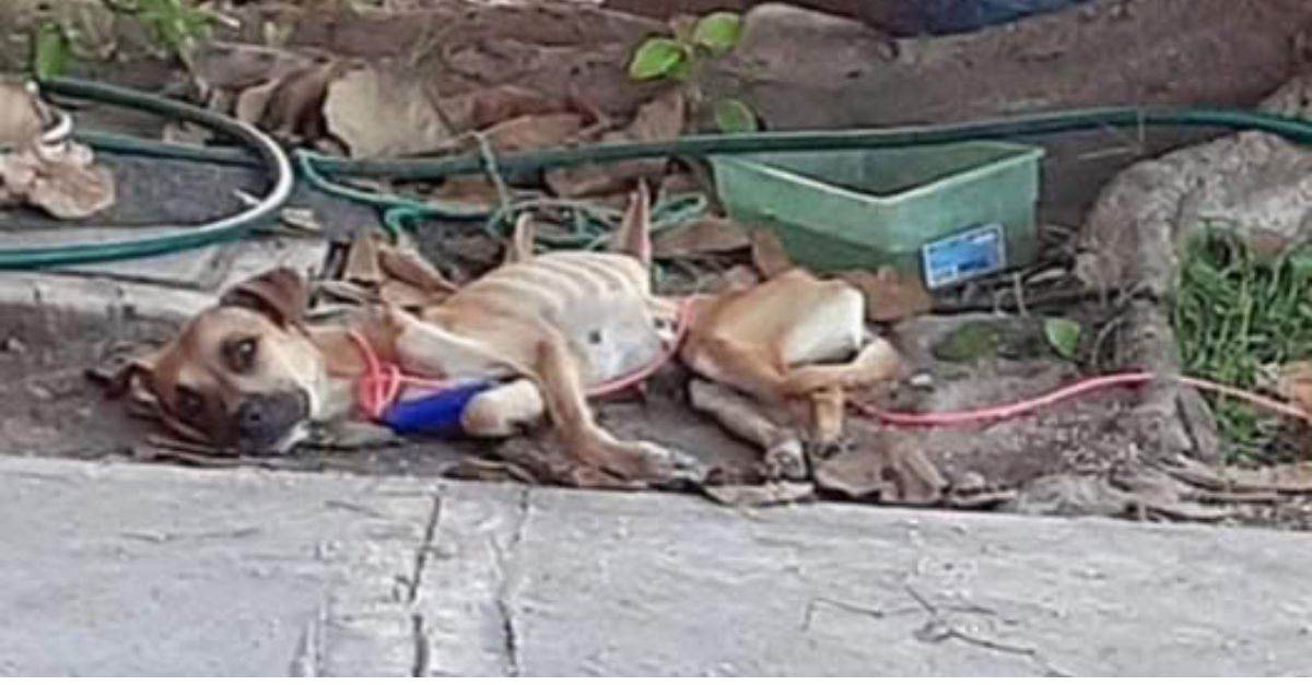 Little Trunk of Hope: Tiny Elephant Reaches Out From Mud Pit, Touching Hearts as It Fights for a Second Chance