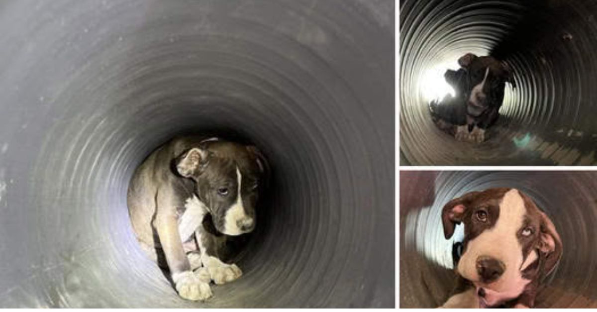 Años de Encierro Robaron Su Paso, Pero el Amor y la Esperanza Lo Guiaron a Caminar de Nuevo