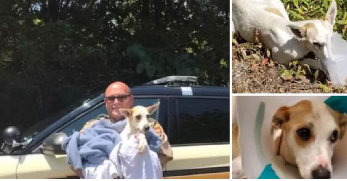 Abandonado en un barril: un perrito hambriento y desolado se aferra a la vida con un último hilo de esperanza