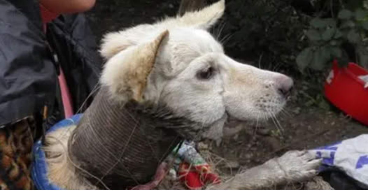 Un Milagro de Amor: Ternerito Huérfano Encuentra Consuelo y Familia Creciendo como Perro Junto a Pastores Alemanes