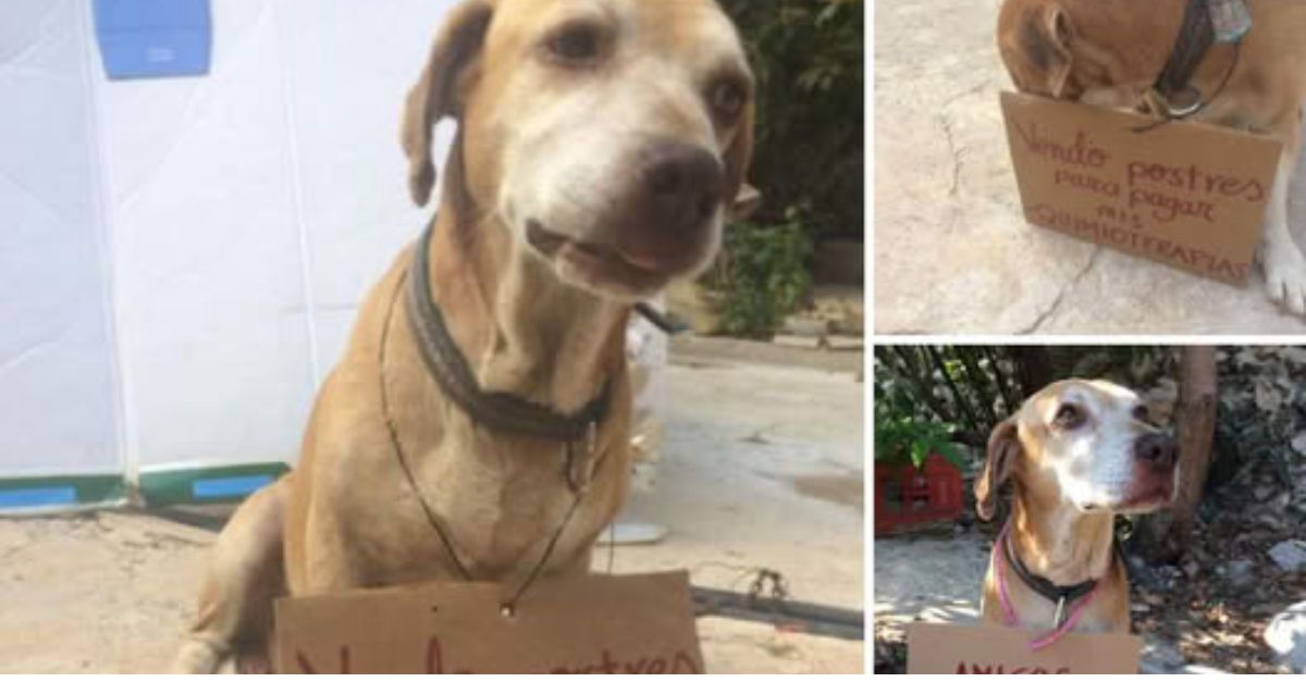 Stray Dog Rushes to Stage, Interrupting Performance to Comfort an Actor Pretending to Be Hurt, Melting Everyone’s Hearts