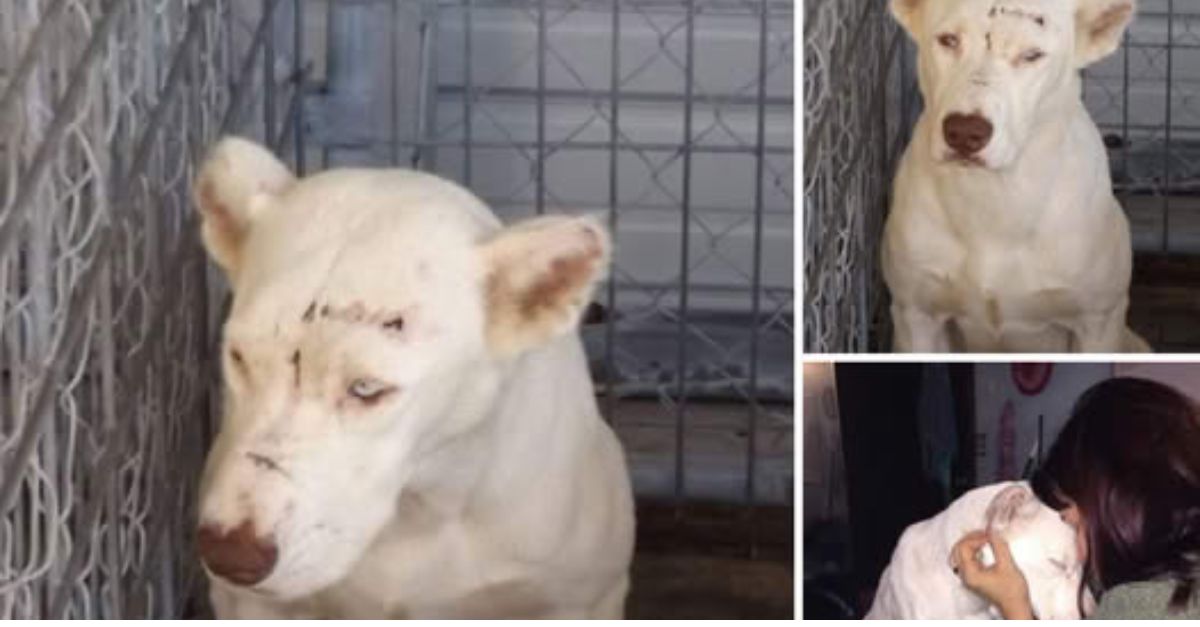 Tras 279 Días de Espera, un Perro Refugiado Encuentra Hogar y Sonríe Radiante en Su Primera Foto Familiar