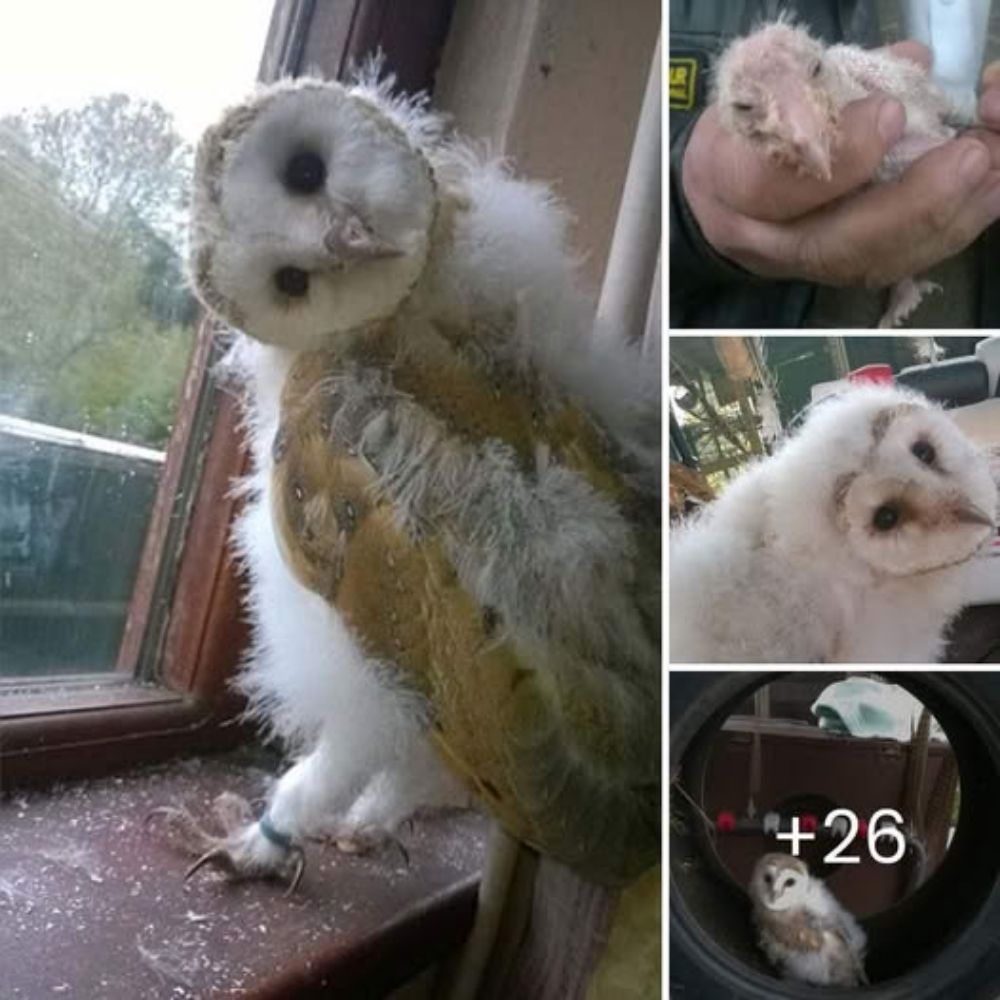 “From Despair to Hope” – Jobee, a three-year-old pitbull found near a dumpster, overcomes heartbreaking starvation to embrace love again