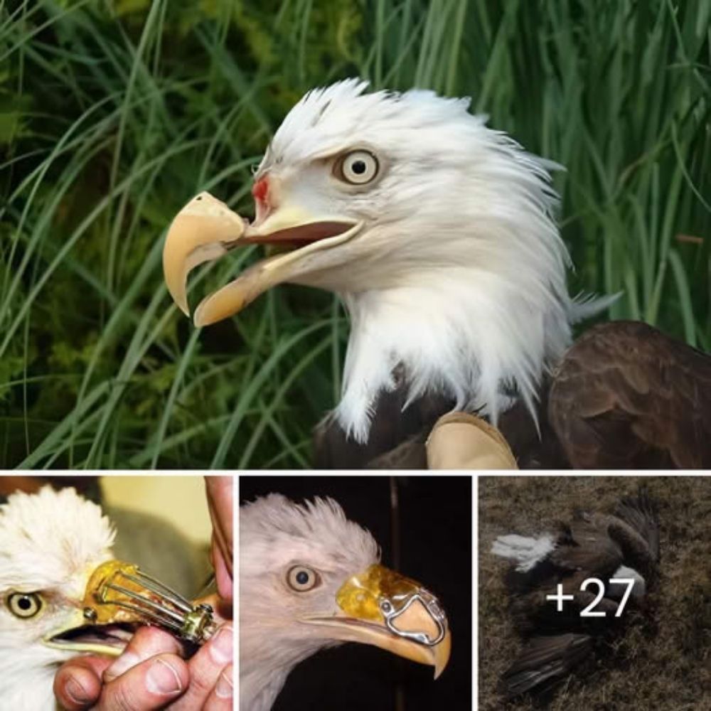 Pure Joy! A Playful Baby Cheetah and Its Puppy Best Friend Share Heartwarming Moments in an Adorable Cincinnati Zoo Video