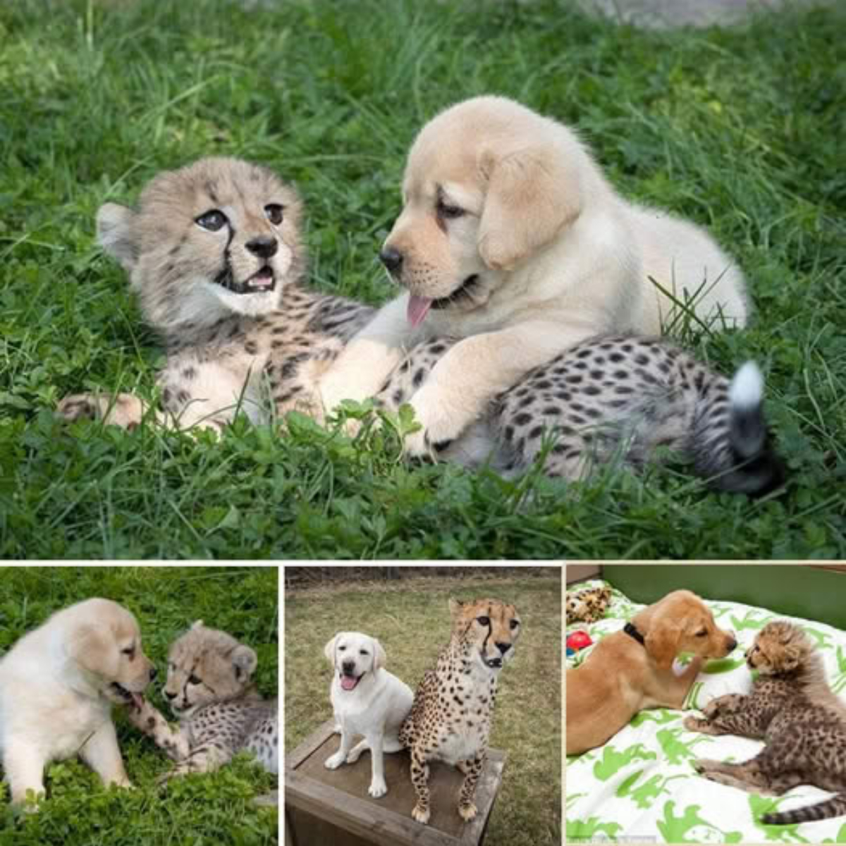 The touching story is about a leopard cub, orphaned at just one week old, who befriends a dog, forming a friendship that transcends all boundaries.video