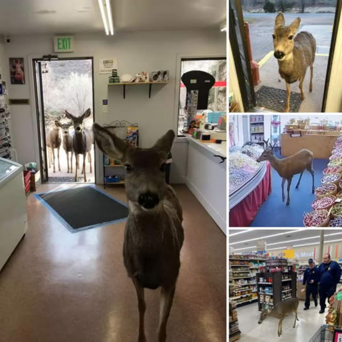 Hey man, this is my department store! Mother deer took her three cubs to visit a convenience store for Christmas shopping, making the owner extremely ѕᴜгргіѕed and excited.video