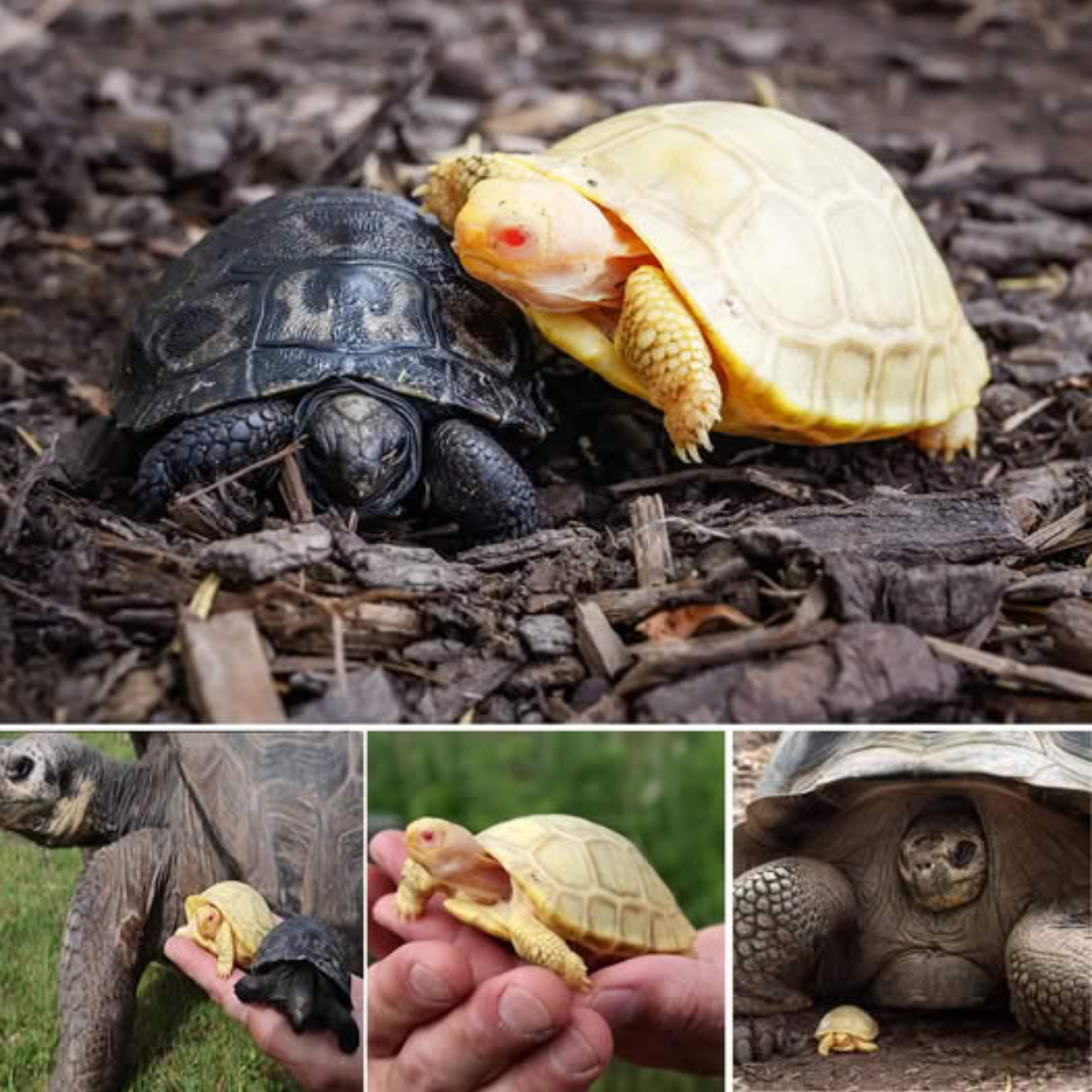 “From Trash to Treasure” – Cleanup Crew Discovers a Breathing, Fragile Life Among the Rubbish, Sparking a Heartwarming Rescue Mission.