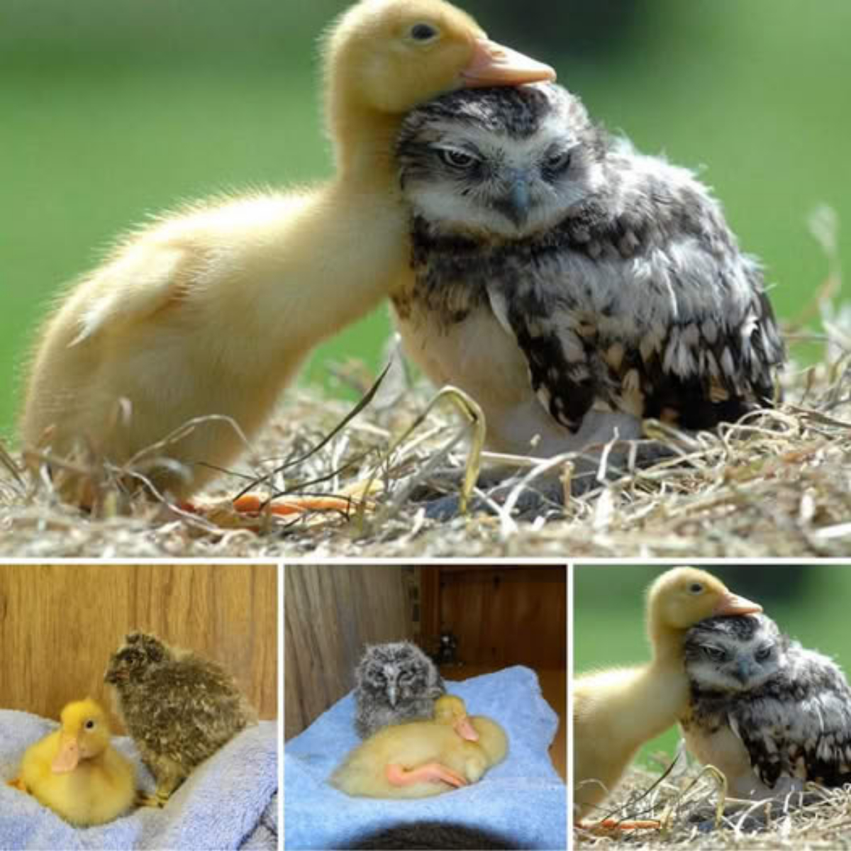 I will hug you! An orphaned duckling makes friends with a long-eared owl. From then on, the two became inseparable, sleeping and cuddling each other.video