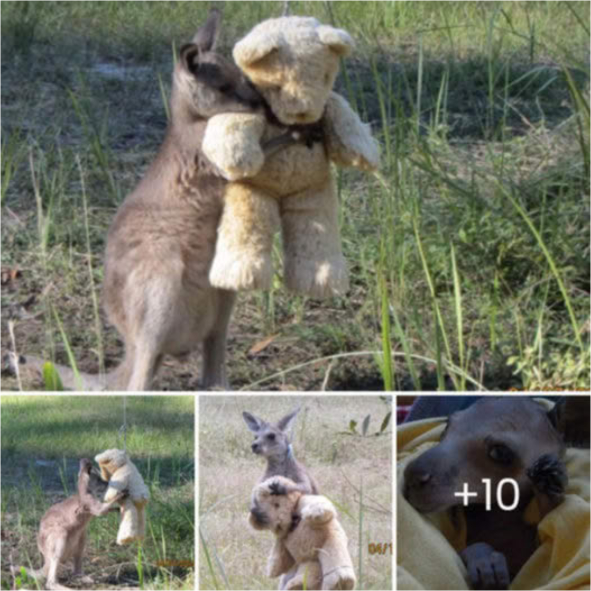 Orphaned Baby Kangaroo Finds Solace in Hugging His Teddy Bear, Creating a Heartwarming Scene of Comfort and Love