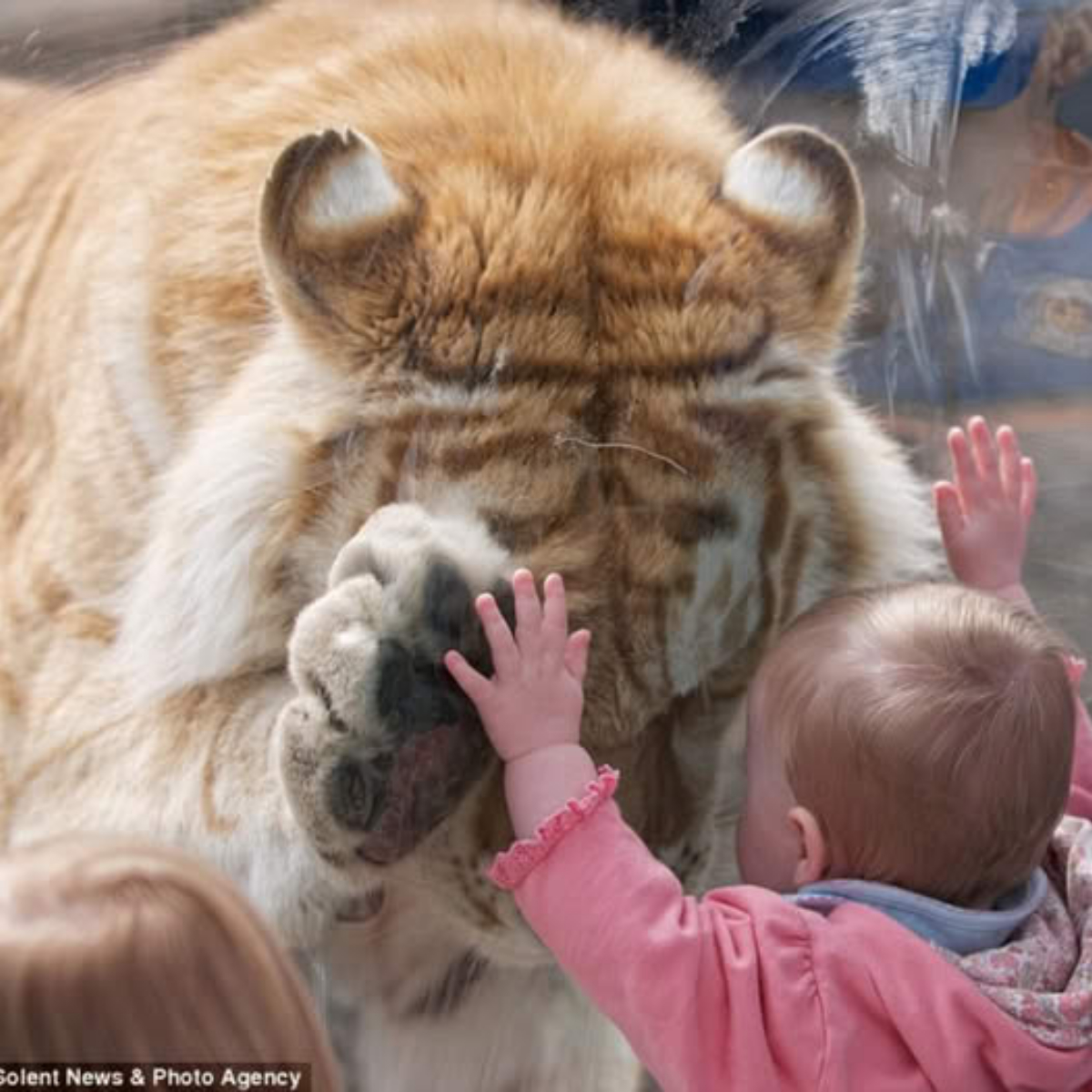 Heartwarming Moment: 370-Pound Tiger Gently Bows and Places Its Paw on a Toddler’s Hand, Captivating Millions Worldwide