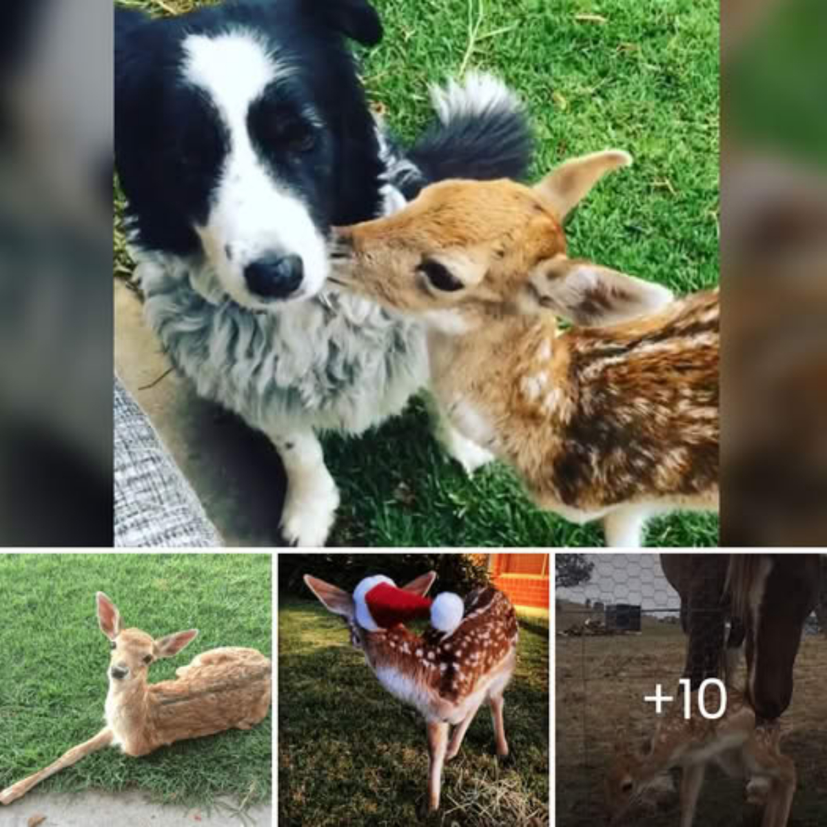 You Are Not Alone! A Brave Fawn with a Missing Leg Finds Hope and Strength to Run, Thanks to Loving Heroes!