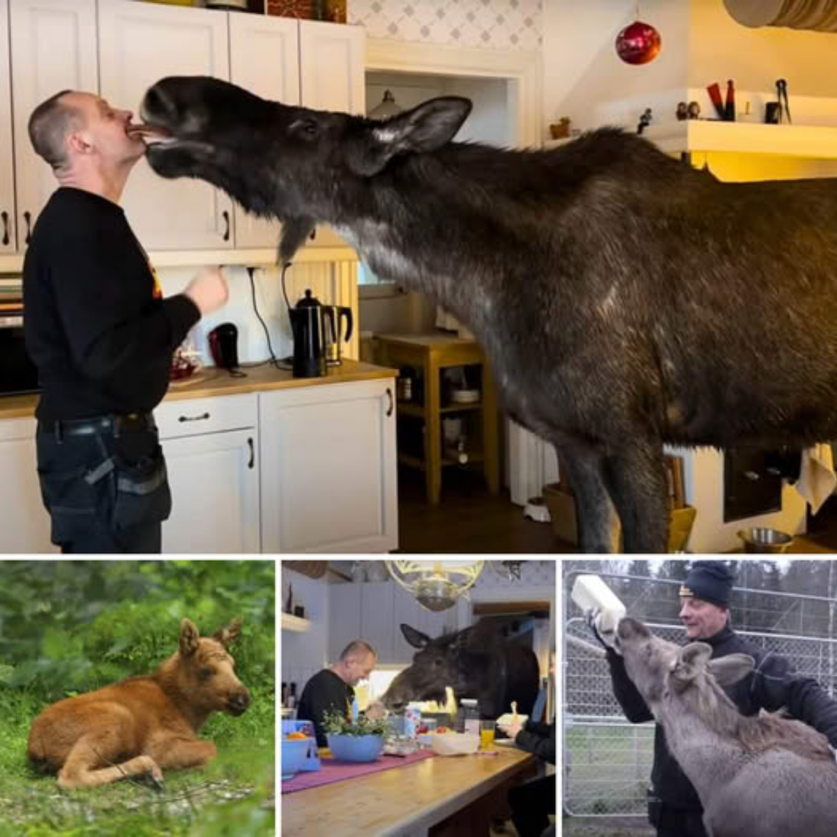 De la Desesperación al Hogar: Dos Perros que Perseguían Autos Militares Encuentran el Amor y una Familia para Siempre