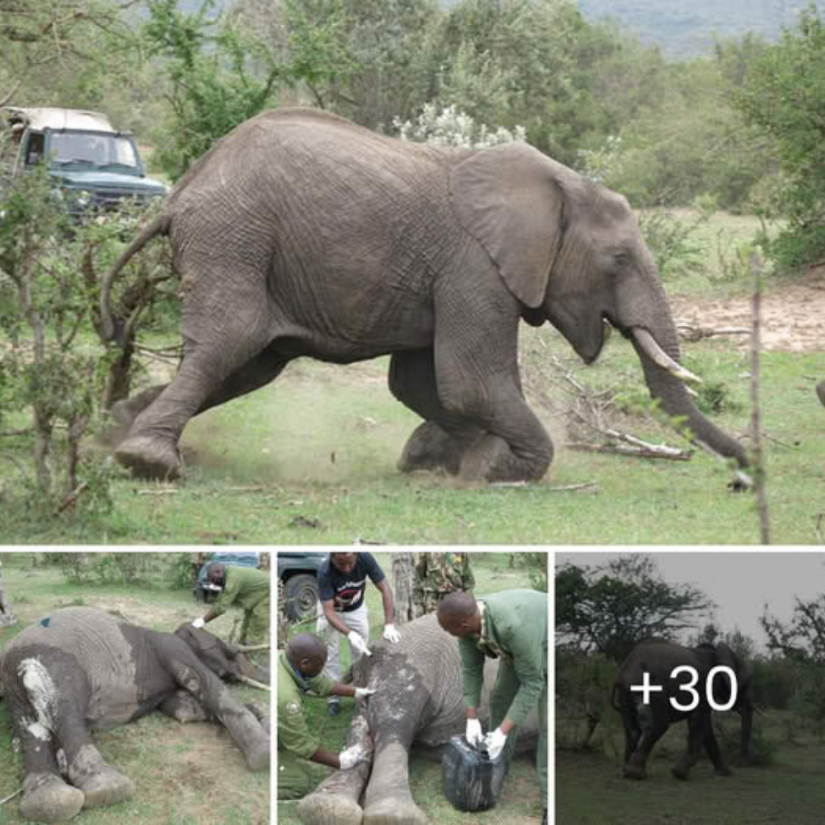 “Help Me, Please!”—Starving Bald Eagle, Poisoned and Weak, Finds Hope and a Second Chance Through a Miraculous Rescue.