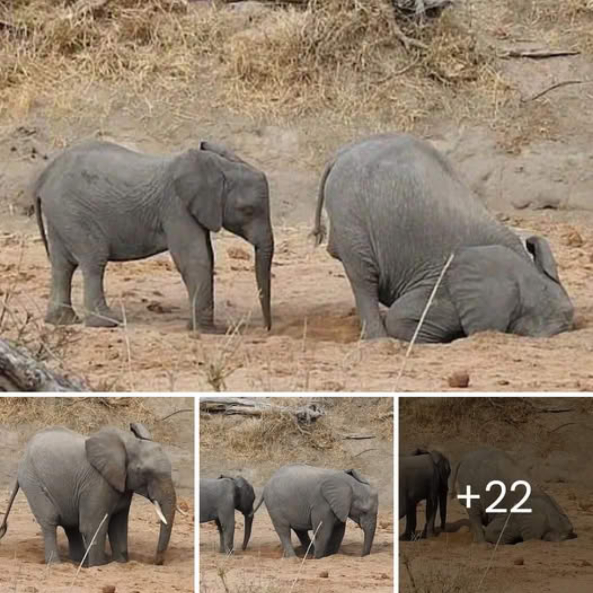 A Dazzling Display: Tourists Watch as a Mother Elephant Digs deeр for Water in Kruger National Park