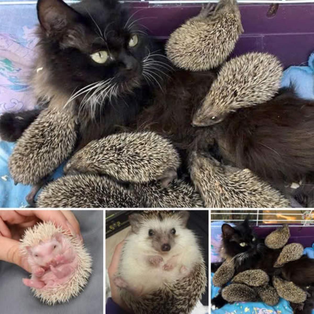 “No Pudo Contener las Lágrimas” – Al Intentar Levantar a un Perro Esquelético, Su Desesperación Tocó lo Más Profundo