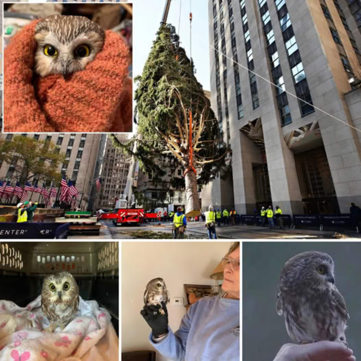 “¡Dios mío, Harleyyy!” – Una mujer rompe en lágrimas al reencontrarse con su amado perro, perdido durante 8 años, en un momento lleno de amor y esperanza