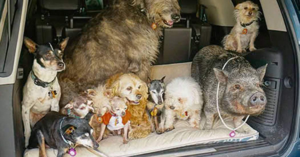 A Miracle of Life: Weak and Exhausted, Orphaned Baby Rhino Finds Hope and Love After the Tragic Loss of Its Mother.