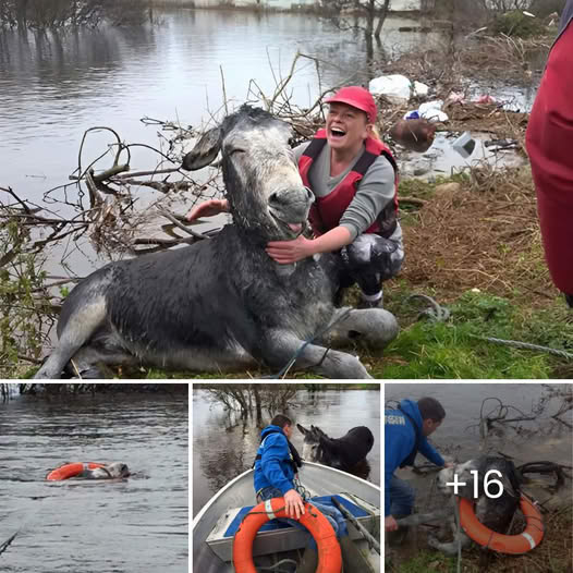 “From Despair to Joy” – The Heartbreaking Cries of an Abandoned Dog Tied to a Fence Sparked Compassion, Leading to His Forever Home.