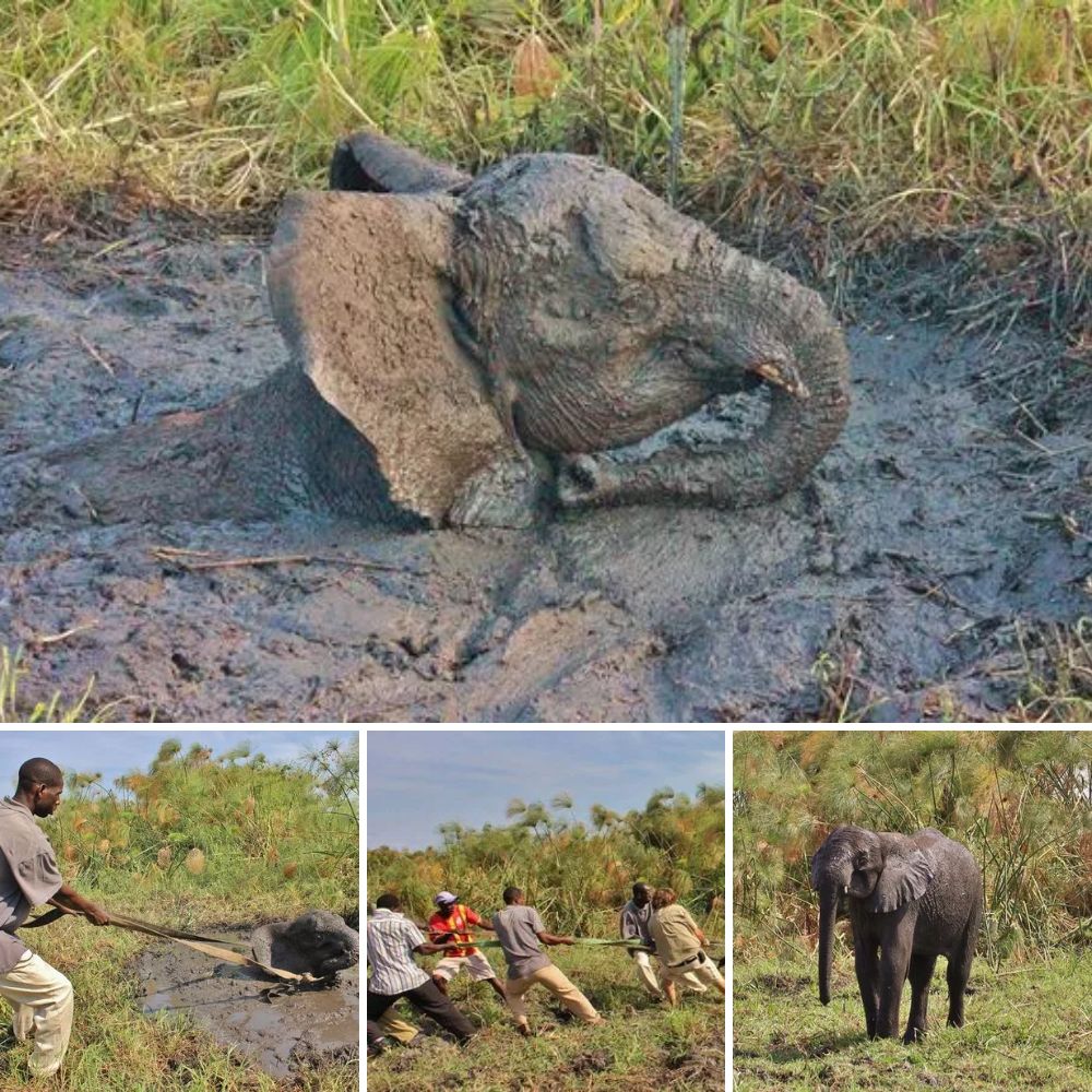 Never Give Up: Camel’s Heartfelt Rescue After 12 Hours Stuck in Mud, Finding Hope and Freedom at Last