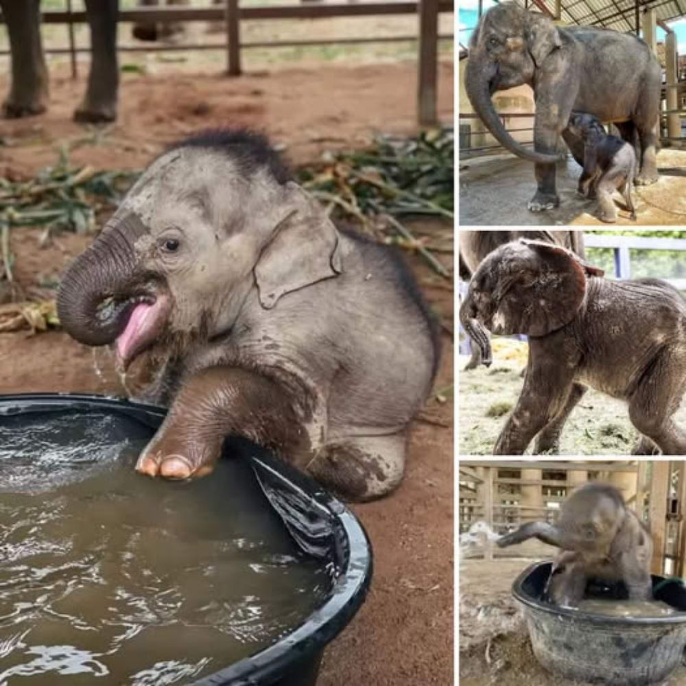 “Lost but Not Forgotten” – Blind Dog Abandoned for Over 10 Years Bravely Fights for Survival, Hoping for Love Once More.