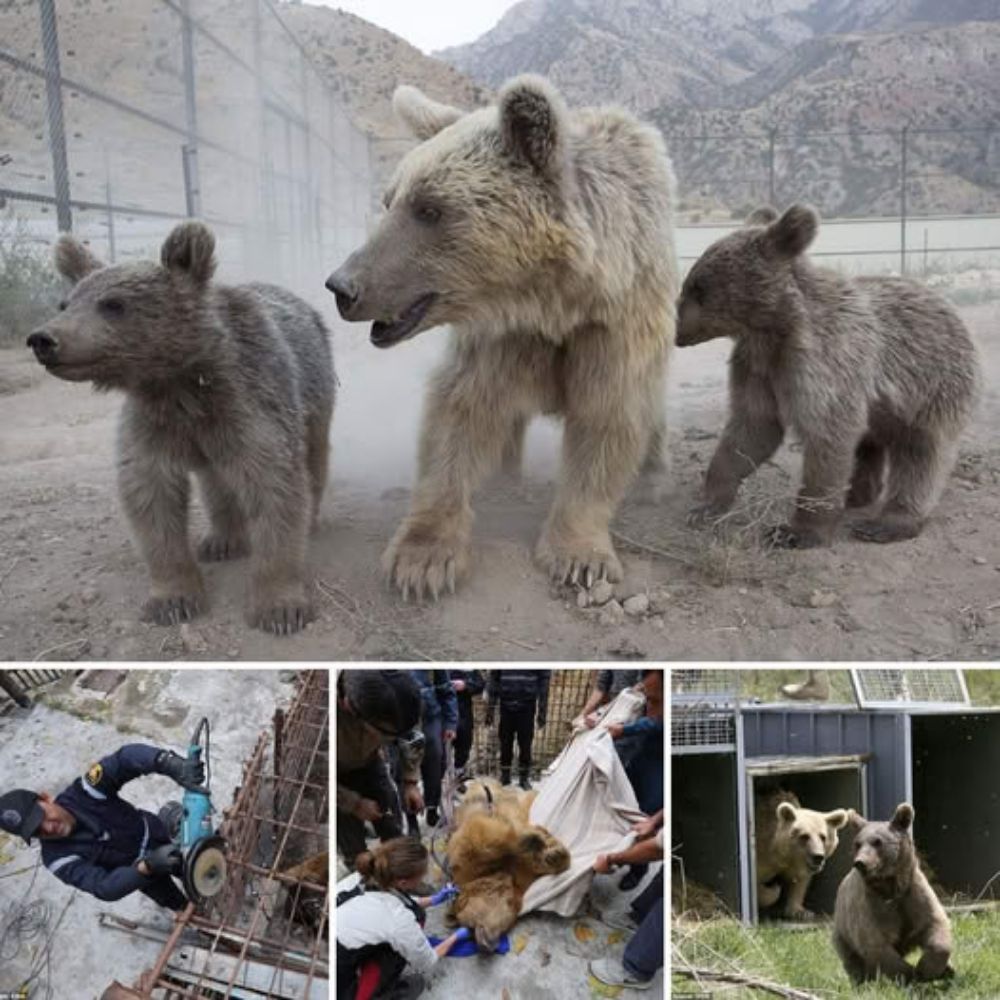 Friendship Forever: Bear Cubs Reunite After Hardships, Clinging to Each Other in a Heartwarming Display of Love and Resilience